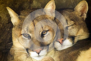 Mountain Lion Affectionate Pair Sleep Together in