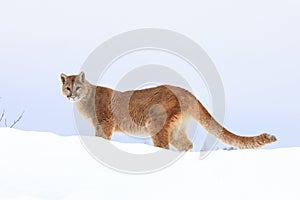 Mountain lion with blue sky in background