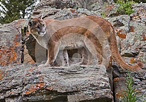 Mountain Lion cougar on cliff rocks