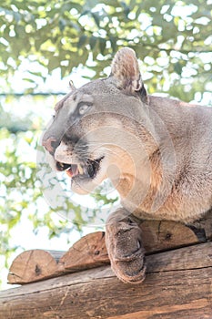 Mountain lion, cougar, puma