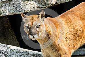 Mountain Lion Cougar Puma Concolor Rocks