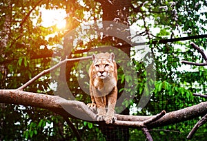 Mountain lion , cougar, puma portrait