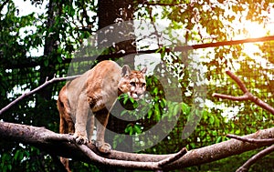 Mountain lion , cougar, puma portrait