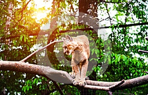 Mountain lion , cougar, puma portrait