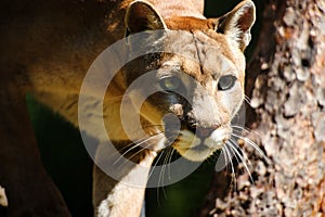 Mountain lion , cougar, puma portrait