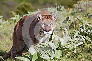 Mountain Lion cougar wild cat wildlife approaching