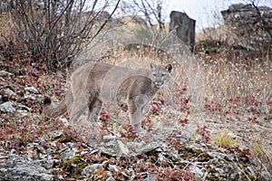Mountain Lion in the Fall