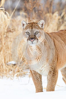 Mountain lion front portrait