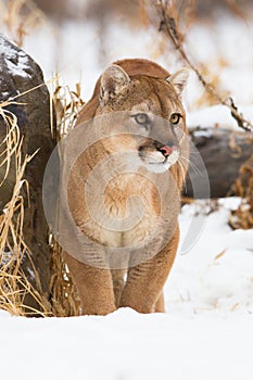 Mountain lion front portrait