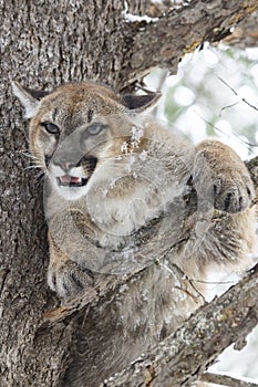 Mountain Lion Glaring from a Pine tree