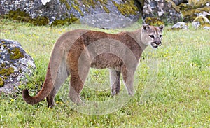 Mountain lion on grass with lichen covered rocks