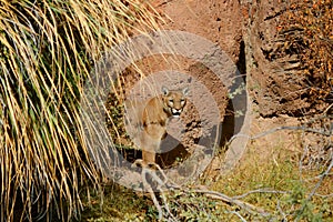 Mountain lion hiding