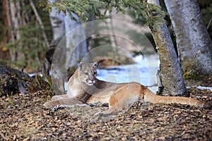 Mountain lion by his den site