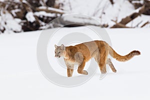 Mountain lion on a hunt