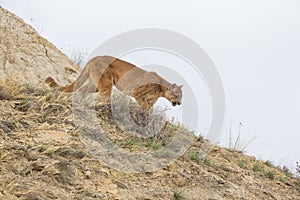 Mountain lion on hunt