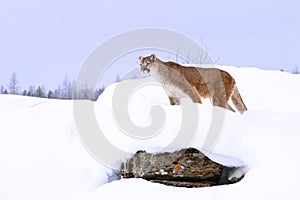 Mountain lion hunting in deep snow