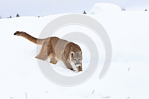 Mountain lion hunting prey in snow