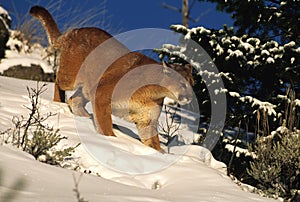 Mountain Lion Hunting in Snow