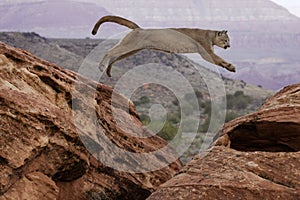 Mountain Lion Jumping