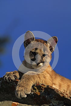 Mountain Lion Kitten