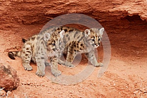 Mountain Lion Kittens