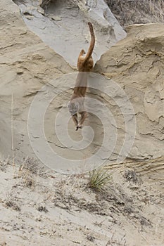 Mountain lion leaping of tall ridge photo