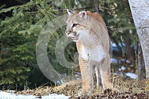 Mountain lion leaving his den site