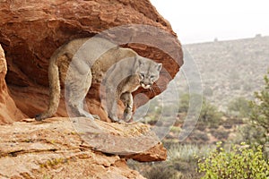 Mountain Lion on Ledge