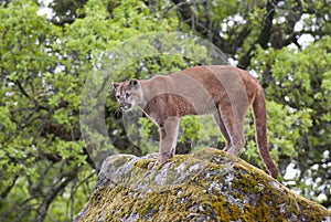 Mountain lion on lichen covered rocks with green trees