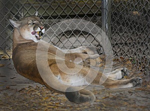 Mountain Lion - Licking Chops