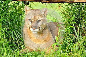 Mountain Lion lies beneath a fallen log.