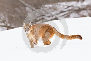 Mountain lion with long tail