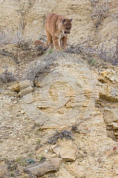 Mountain lion looking down canyon draw
