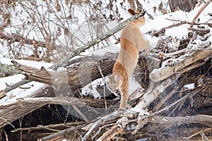 Mountain lion looking in log jam for prey