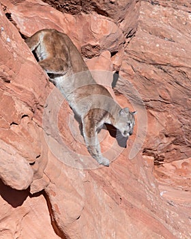 A mountain lion makes it`s way down from a ridge of red rock in Southern Utah.
