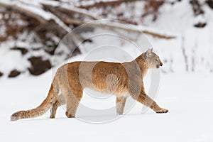 Mountain lion making stroll in wintertime