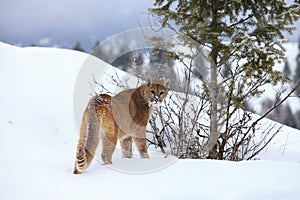 Mountain lion on mountain