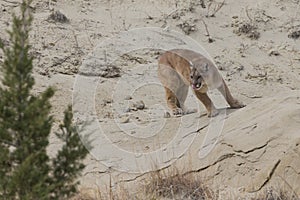 Mountain lion near den