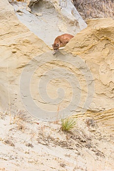 Mountain lion peeking over edge or ridge