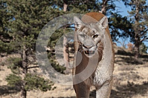 Mountain Lion portrait, also called cougar, panther or Puma in pine meadow of Colorado