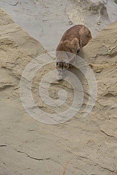 Mountain lion preparing to jump off ridge