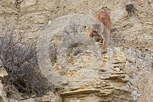 Mountain lion preparing to leap on prey photo