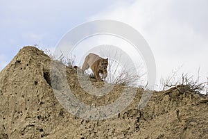 Mountain lion on prowl