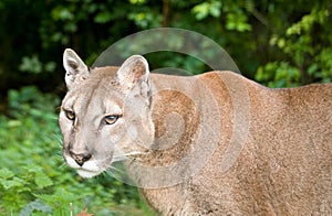 Mountain Lion or Puma photo