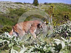 Mountain Lion Puma concolor cougar wild wildlife cat animal stalking