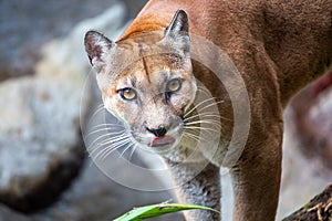 Mountain Lion (Puma concolor) Spotted Outdoors