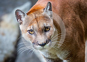 Mountain Lion (Puma concolor) Spotted Outdoors