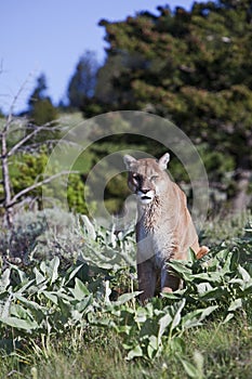 Mountain Lion Puma cougar wildlife