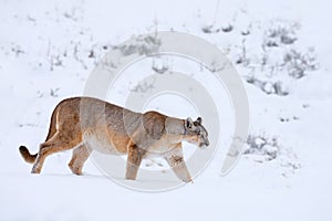 Mountain Lion. Puma, nature winter habitat with snow, Torres del Paine, Chile. Wild big cat Cougar, Puma concolor, hidden portrait