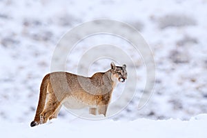 Mountain Lion. Puma, nature winter habitat with snow, Torres del Paine, Chile. Wild big cat Cougar, Puma concolor, hidden portrait